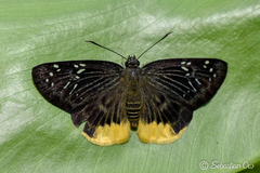 Mooreana trichoneura