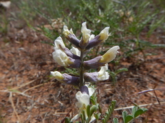 Sophora nuttalliana