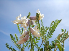 Sophora nuttalliana