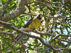Platycercus caledonicus
