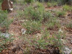 Sophora nuttalliana