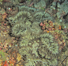 Heteractis aurora