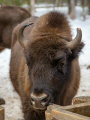 Bison bonasus