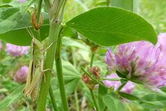 Chorthippus albomarginatus