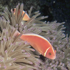 Amphiprion perideraion