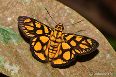 Odina hieroglyphica