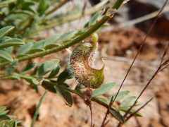 Astragalus desperatus