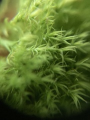 Didymodon