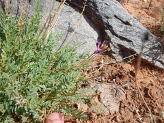 Astragalus desperatus