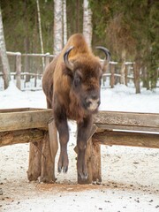 Bison bonasus
