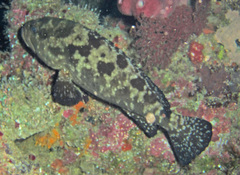 Epinephelus polyphekadion