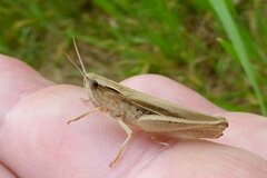 Chorthippus albomarginatus