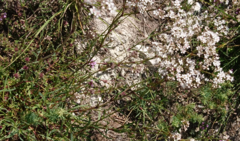 Gypsophila fastigiata