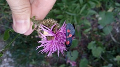 Zygaena