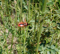 Rhynocoris