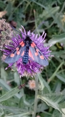 Zygaena lonicerae