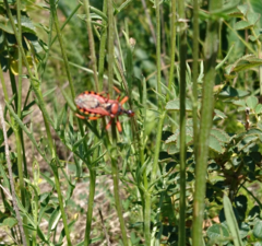 Rhynocoris