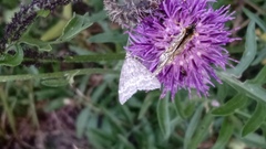 Evergestis sophialis