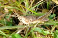 Chorthippus albomarginatus