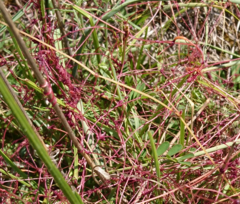 Cuscuta epithymum