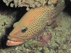 Anyperodon leucogrammicus