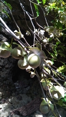 Diospyros gracilipes