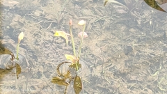 Utricularia bifida