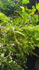 Diospyros gracilipes