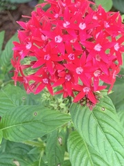 Pentas lanceolata