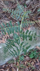 Diplazium viridissimum