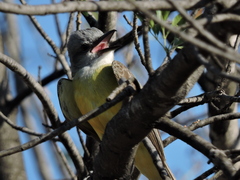 Tyrannus couchii