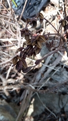 Hymenodictyon septentrionale