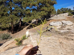 Asclepias labriformis