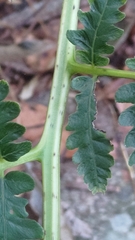 Diplazium viridissimum