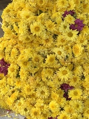 Pentas lanceolata