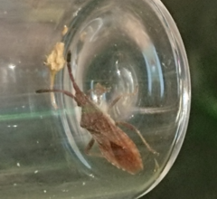 Coriomeris denticulatus