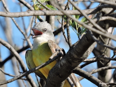 Tyrannus couchii