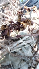Hymenodictyon septentrionale