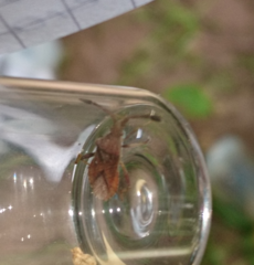 Coriomeris denticulatus