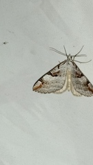 Aplocera praeformata