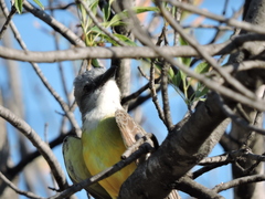 Tyrannus couchii