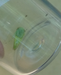 Stictocephala bisonia