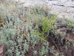 Asclepias labriformis