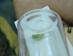 Stictocephala bisonia