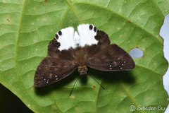 Tagiades calligana