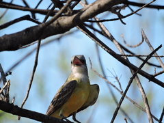 Tyrannus couchii