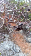 Hymenodictyon septentrionale