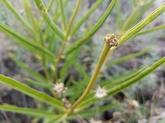 Asclepias labriformis