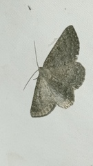 Gnophos obfuscata