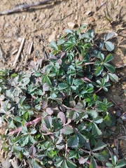 Potentilla kleiniana